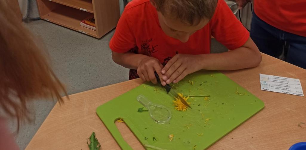 MINT - Forscherwerkstatt Löwenzahn4