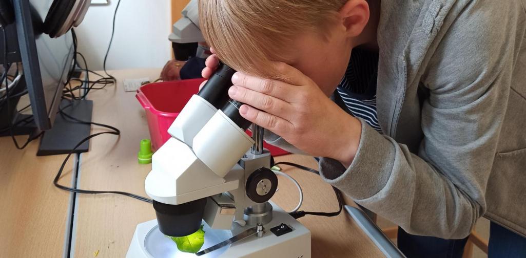 MINT - Forscherwerkstatt Löwenzahn6