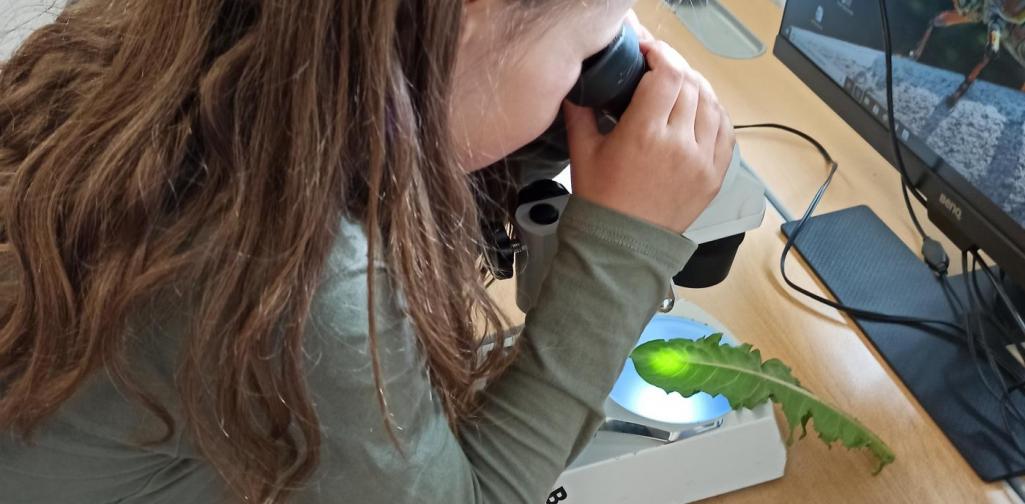 MINT - Forscherwerkstatt Löwenzahn1