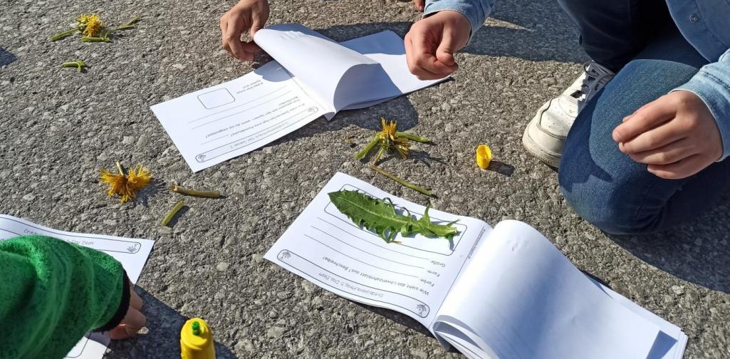 MINT - Forscherwerkstatt Löwenzahn3